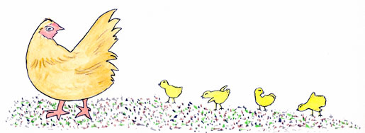 chickens
