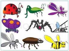Guess the Grasshopper illustration